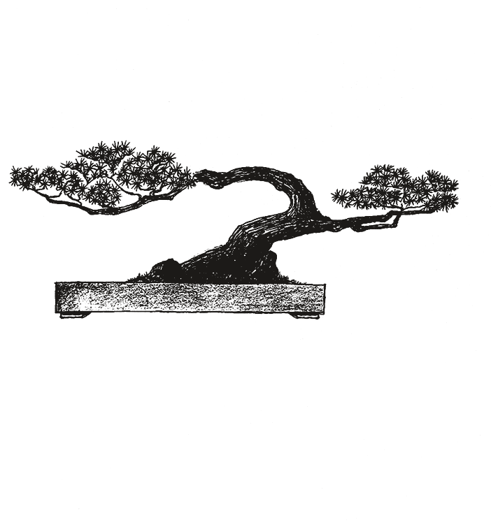 Ink drawing of a bonsai